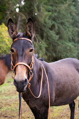Fototapeta premium Calm mule wearing a simple tan bitless bridle made from durable beta biothane, representing ethical horsemanship and sustainable equestrian design. Ideal for concepts of humane training.