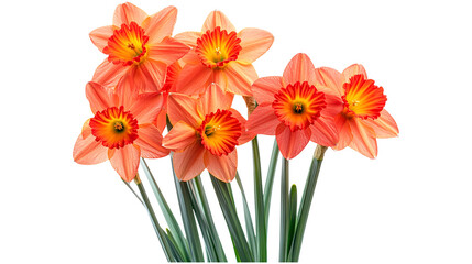 Fototapeta premium Vibrant bouquet of orange daffodil flowers isolated on a transparent white background, clipping path