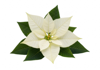 Elegant white poinsettia flower with vibrant green leaves, a classic symbol of christmas and winter holidays isolated on a transparent background	