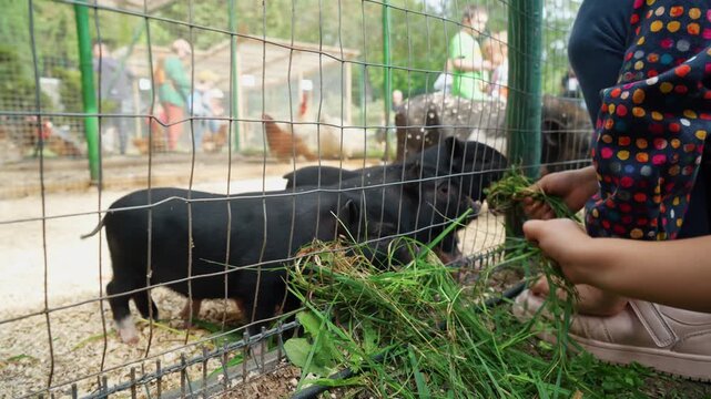 Black mini pigs eat grass from children's hands through a net. Feeding pigs on the farm. The concept of animal husbandry and pig breeding