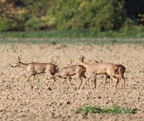 deer in the grass