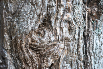 Close-up of a rugged texture resembling tree bark and a knot, finished with a dark metallic, silver/bronze sheen. Abstract, organic, and industrial background for durability concepts.