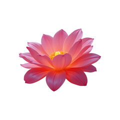 Fototapeta premium Blossom of the Dawn: The radiant pink petals of a Lotus unfurl, revealing a golden core. An evocative macro shot celebrates its beauty.