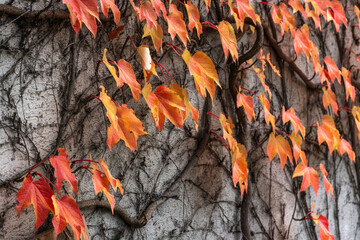 A white house wall overgrown with wild vine, autumn-colored leaves and dark, branching limbs, tendrils climbing up the bare wall, orange and red leaves glowing in a beautiful pattern. sign of dying