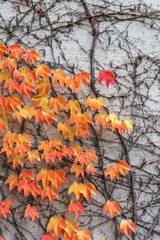 A white house wall overgrown with wild vine, autumn-colored leaves and dark, branching limbs, tendrils climbing up the bare wall, orange and red leaves glowing in a beautiful pattern. sign of dying