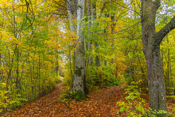 forest path covered with a bed of leaves, autumnal hike on footpath between trees under beautiful colored canopy.  hiking fairytale land. recreational walk to beautiful magical places