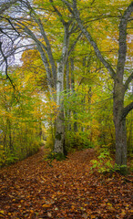 forest path covered with a bed of leaves, autumnal hike on footpath between trees under beautiful colored canopy.  hiking fairytale land. recreational walk to beautiful magical places