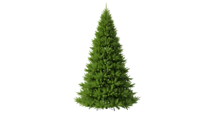 Tall green fir tree isolated on transparent background