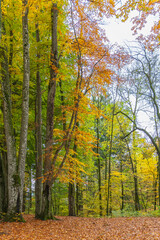 forest path covered with a bed of leaves, autumnal hike on footpath between trees under beautiful colored canopy.  hiking fairytale land. recreational walk to beautiful magical places