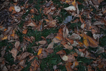 Dry leaves on green grass — natural autumn background