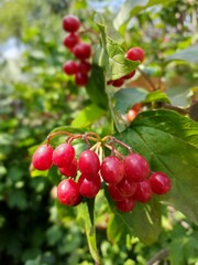 Bright red berries on a branch, natural macro shot of autumn fruit