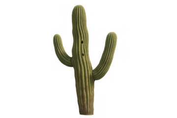 Saguaro cactus showing its ribbed green stem and two arms, a symbol of arid landscapes and drought-resistant flora