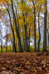 forest path covered with a bed of leaves, autumnal hike on footpath between trees under beautiful colored canopy.  hiking fairytale land. recreational walk to beautiful magical places