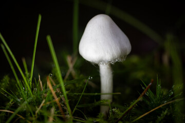 Ein Erdblättriger Risspilz in der Seitenansicht im Gras mit Regentropfen