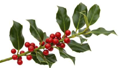 Lush green holly branch with vibrant red berries on a transparent background PNG image for festive holiday decorations