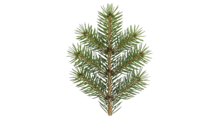 Fresh spruce branch on a transparent background PNG image holiday season winter decoration evergreen pine file