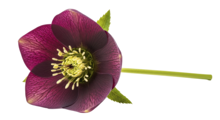 Deep purple Hellebore flower on a transparent background PNG image with fresh green stem