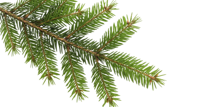 Green Spruce Fir Branch with Needles and Buds for Winter Holidays on a transparent background, PNG image, PNG file