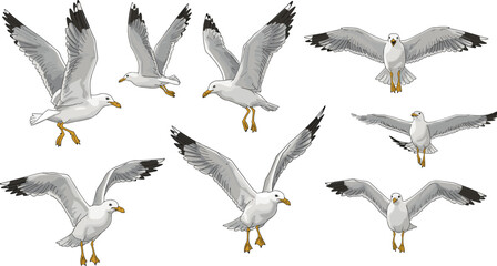 Cartoon seagull flight and landing poses with feather detail and wing motion, vector illustration for bird anatomy and nature concept © Shilpi