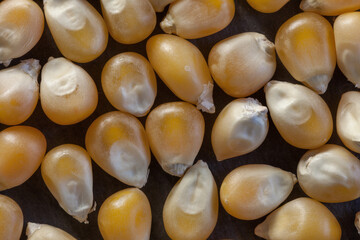 Close-up of popcorn kernels showing smooth texture and color variation. Ideal for food industry, farming, and snack product visuals.