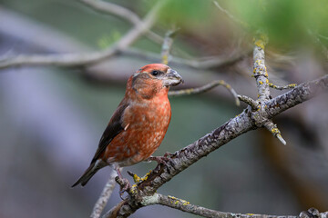 Fototapeta premium Parrot crossbill (Loxia pytyopsittacus)