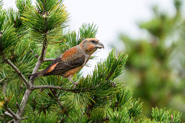 Parrot crossbill (Loxia pytyopsittacus)