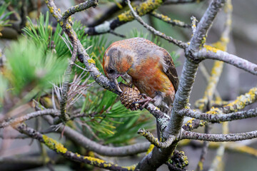 Parrot crossbill (Loxia pytyopsittacus)