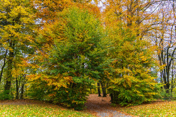 way through the autumnal forest, footpath between trees under beautiful colored canopy. trees and bushes stands in fairytale land. recreational walk to beautiful magical places flooded with light