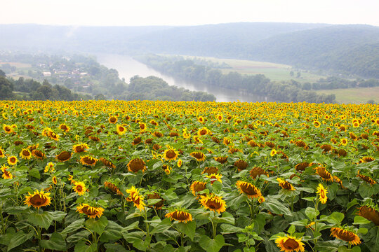 Bright yellow sunflowers in foggy rainy weather. Sunflower field waiting for harvest, field crops for oil production. Concept of good harvest, world food crisis. - Powered by Adobe