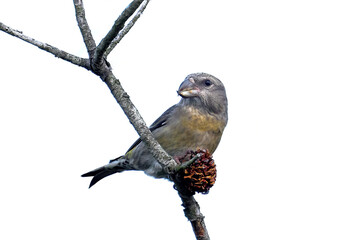 Parrot crossbill (Loxia pytyopsittacus)