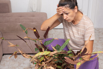 A girl looks at the dried leaves of a houseplant in fear at home after a vacation. Houseplant diseases