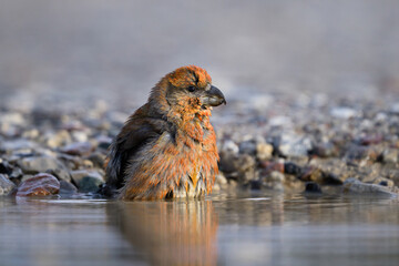 Parrot crossbill (Loxia pytyopsittacus)