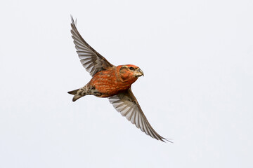Parrot crossbill (Loxia pytyopsittacus)
