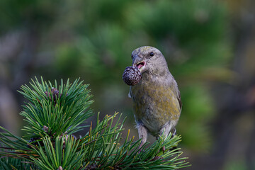 Parrot crossbill (Loxia pytyopsittacus)