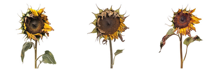 Naklejka premium Wilted sunflowers in various stages, representing the cycle of life and the beauty of decay. The image captures the natural process of change