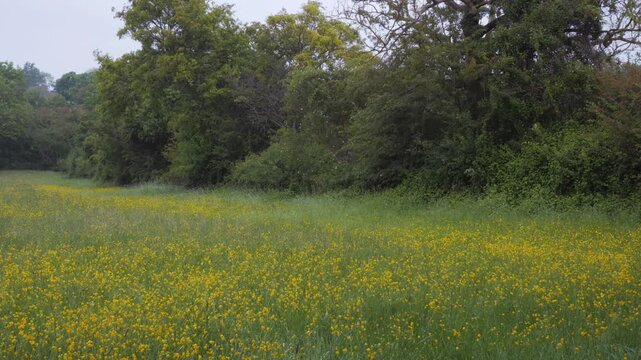 Spring Rain Shower Over Wildflower Meadow with Yellow Buttercups, Wide View of a Rain-Soaked Field, Trees and Shrubs in the Background, Fresh Seasonal Nature Landscape with Moody Atmosphere