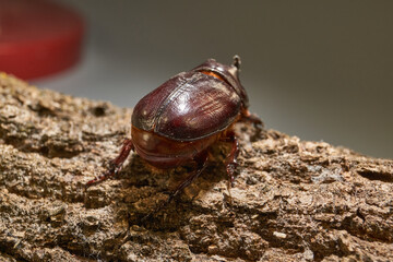Macro photography of the rhinoceros beetle. All anatomical features of the rhinoceros beetle are visible. Its shape, shiny shell and distinctive horn are shown in detail.