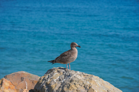 seagull bird on a rock at the beach and blue water animal