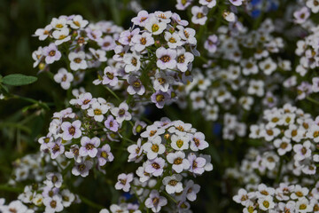 Close-up of blooming alyssum with small white and lilac flowers against green background. Fragrant blossoms and cozy garden atmosphere. Fragrant alyssum flowers against green background.