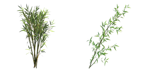A close-up shot of two bamboo plants with green leaves, depicting the beauty of nature
