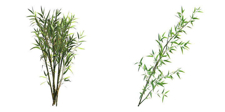 A close-up shot of two bamboo plants with green leaves, depicting the beauty of nature
