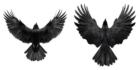 Naklejka premium Two black ravens, with outstretched wings, soaring through the sky
