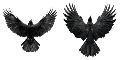 Two black ravens, with outstretched wings, soaring through the sky