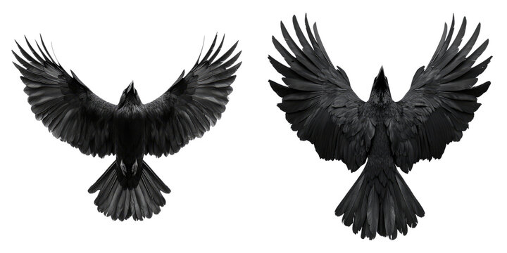 Two black ravens, with outstretched wings, soaring through the sky