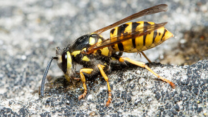 wasp on the ground