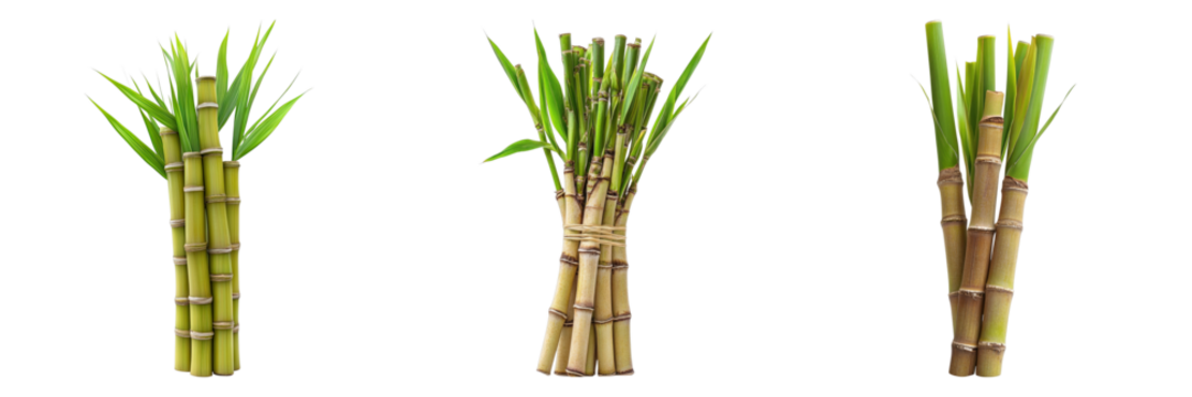 Three vibrant bundles of sugarcane, each displaying the plant's natural beauty and verdant hues. The sugarcane is neatly arranged, showcasing its sturdy stalks and fresh leaves.