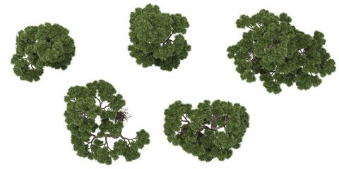 3d illustration of Podocarpus Plants on transparent background from top view