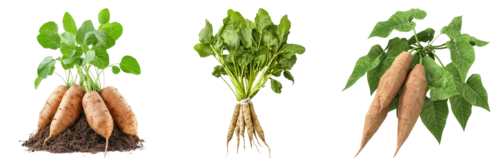 Sweet potatoes display: A trio of fresh sweet potatoes with vibrant greenery, arranged to highlight their natural forms