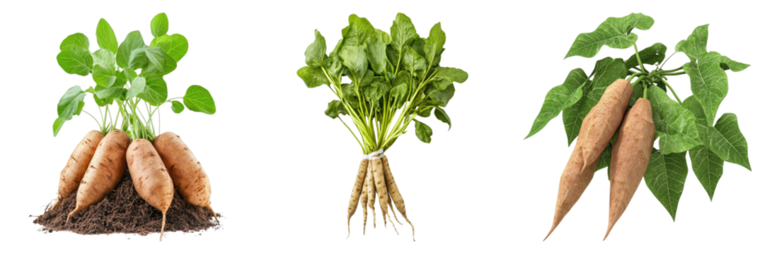 Sweet potatoes display: A trio of fresh sweet potatoes with vibrant greenery, arranged to highlight their natural forms