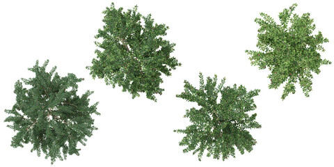 Collection of Cotoneaster plants on transparent background from the top view